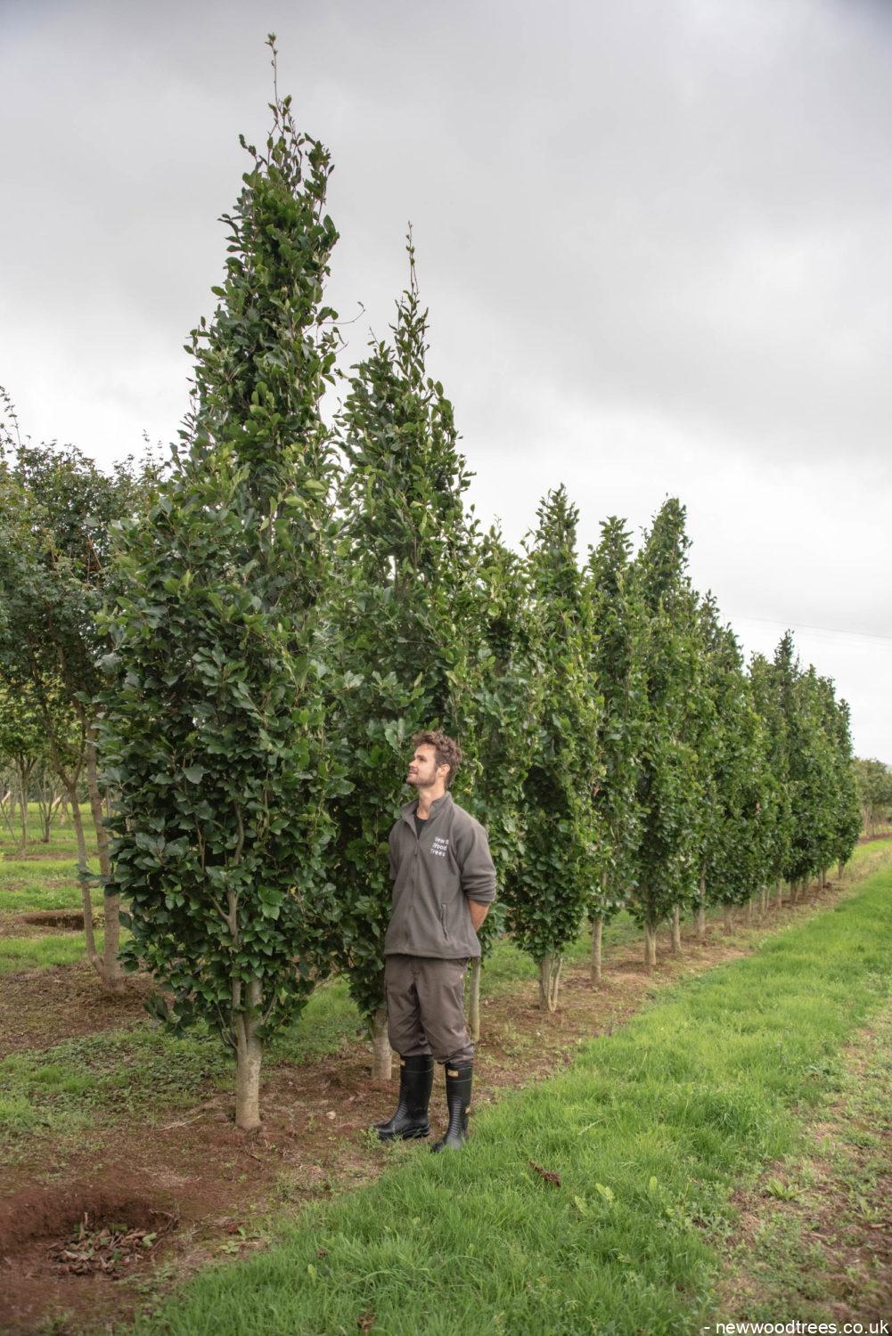 isidor fagus Fagus orientalis 'Iskander'
