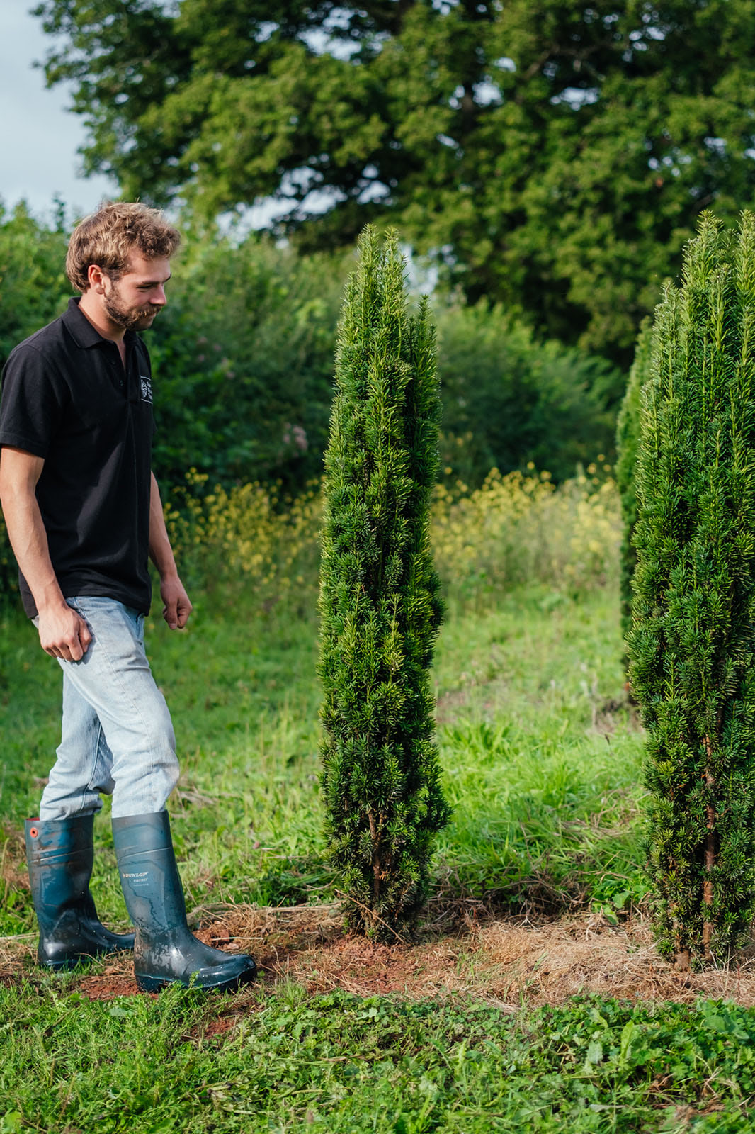 Taxus baccata 'Fastigiata Robusta'- Irish Yew – New Wood Trees