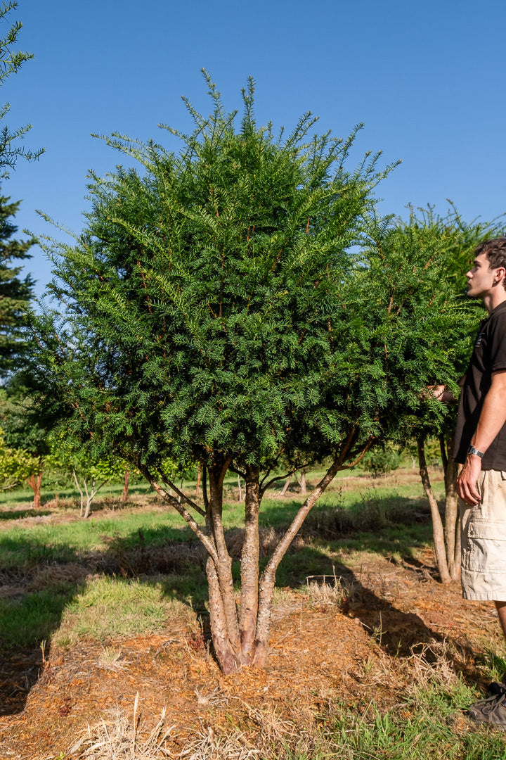 Taxus baccata - Yew  New Wood Trees