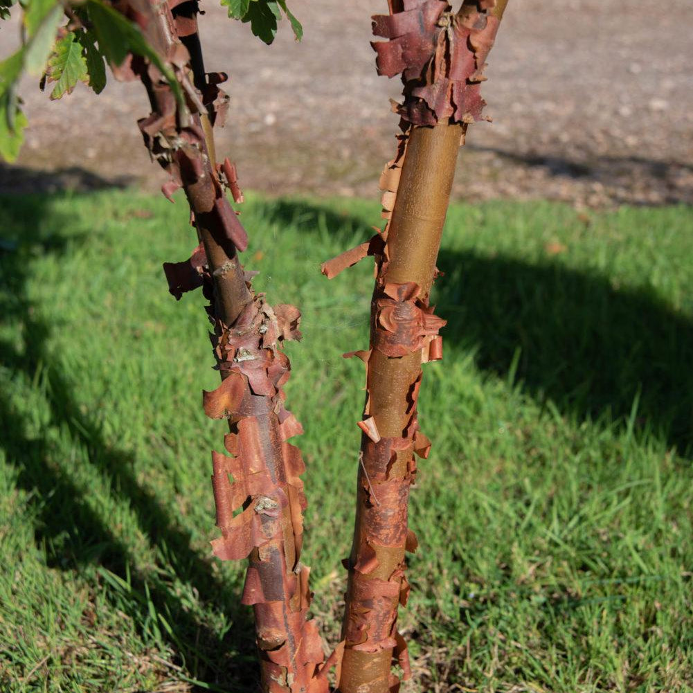 Six small trees with interesting bark 
