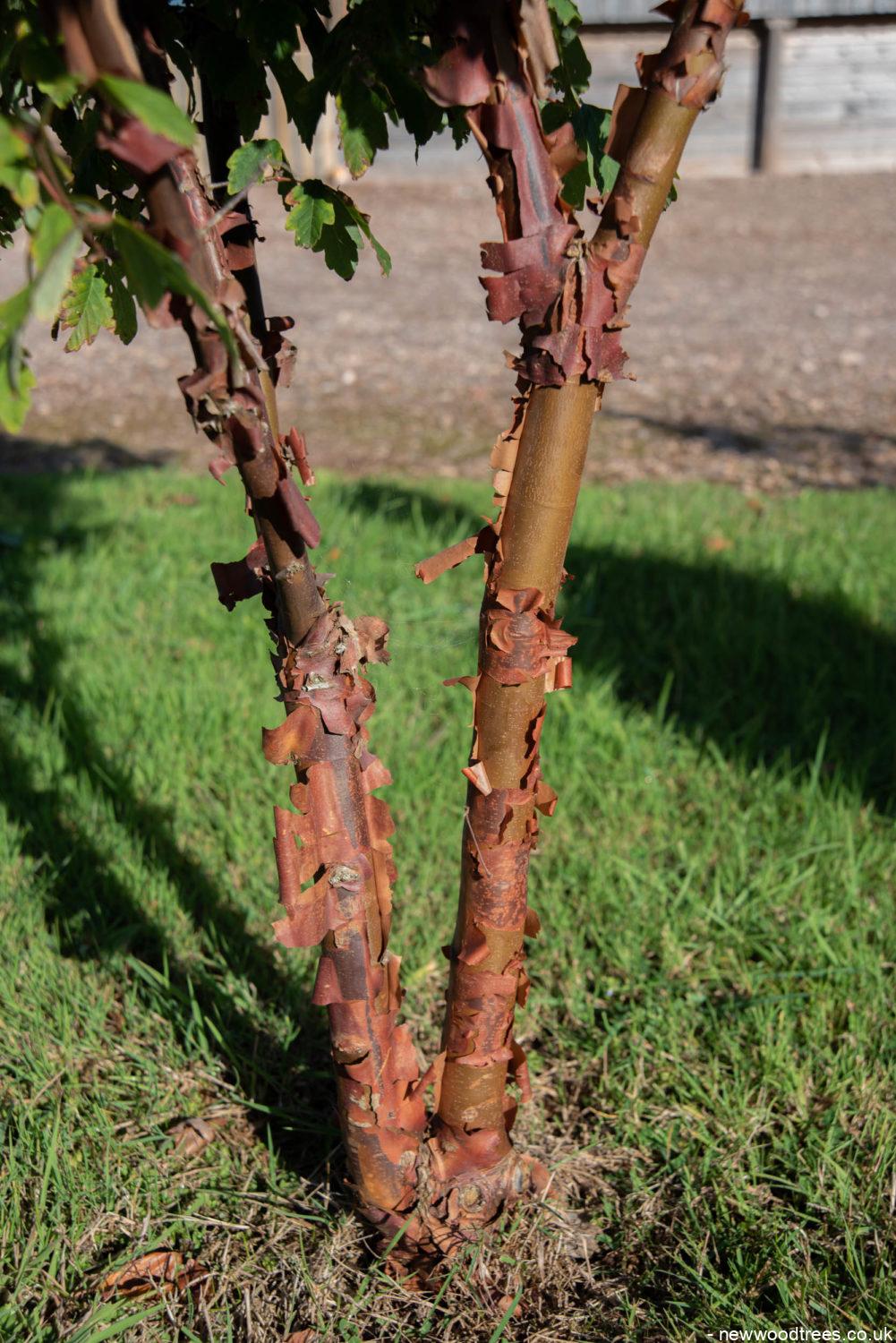 Six small trees with interesting bark 