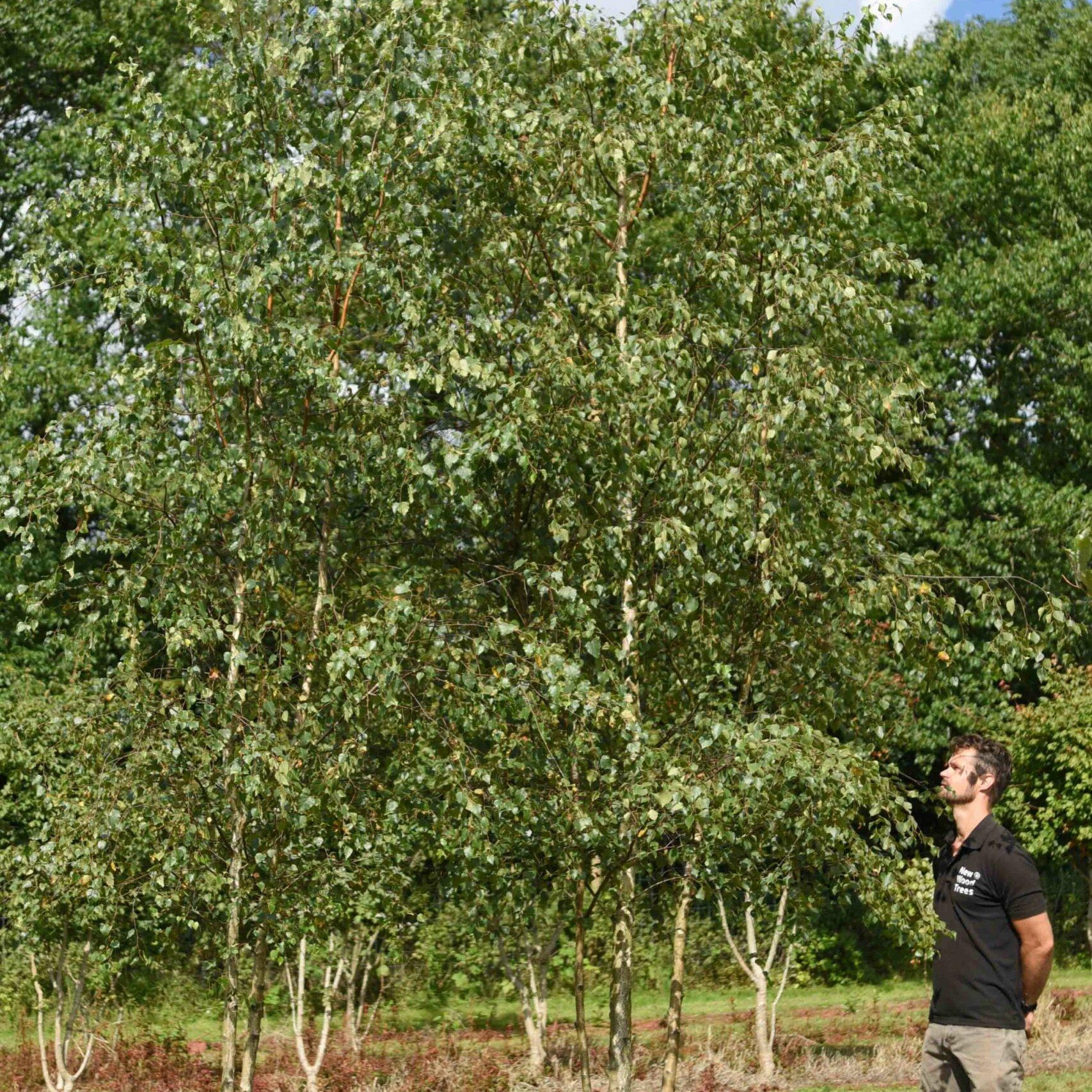 Multi-Stem Silver Birch Trees: How Tall Do They Grow?
