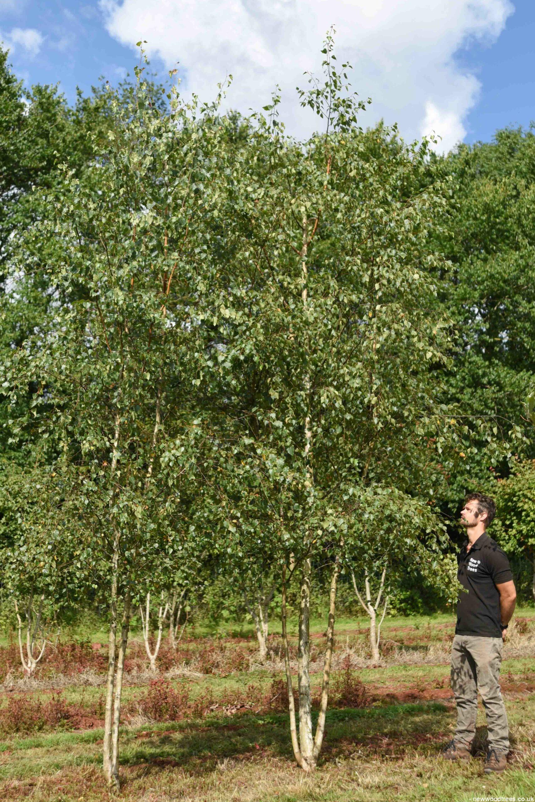 Multi-Stem Silver Birch Trees: How Tall Do They Grow?