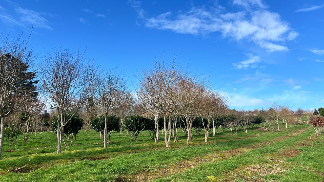 Winter tree pruning for healthy growth