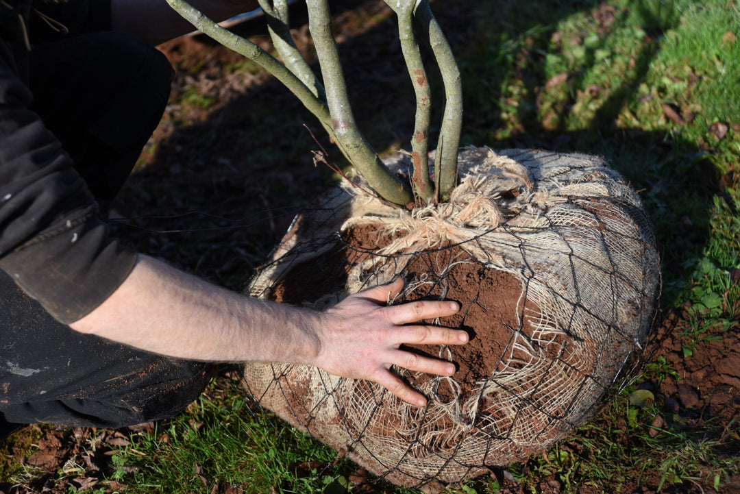 Why Winter is the Perfect Time to Plant Trees