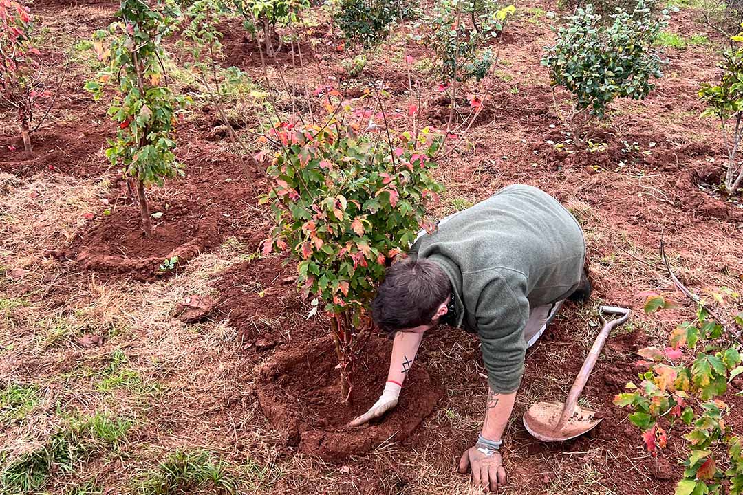 Planting Tips to Support Root Watering Young Trees