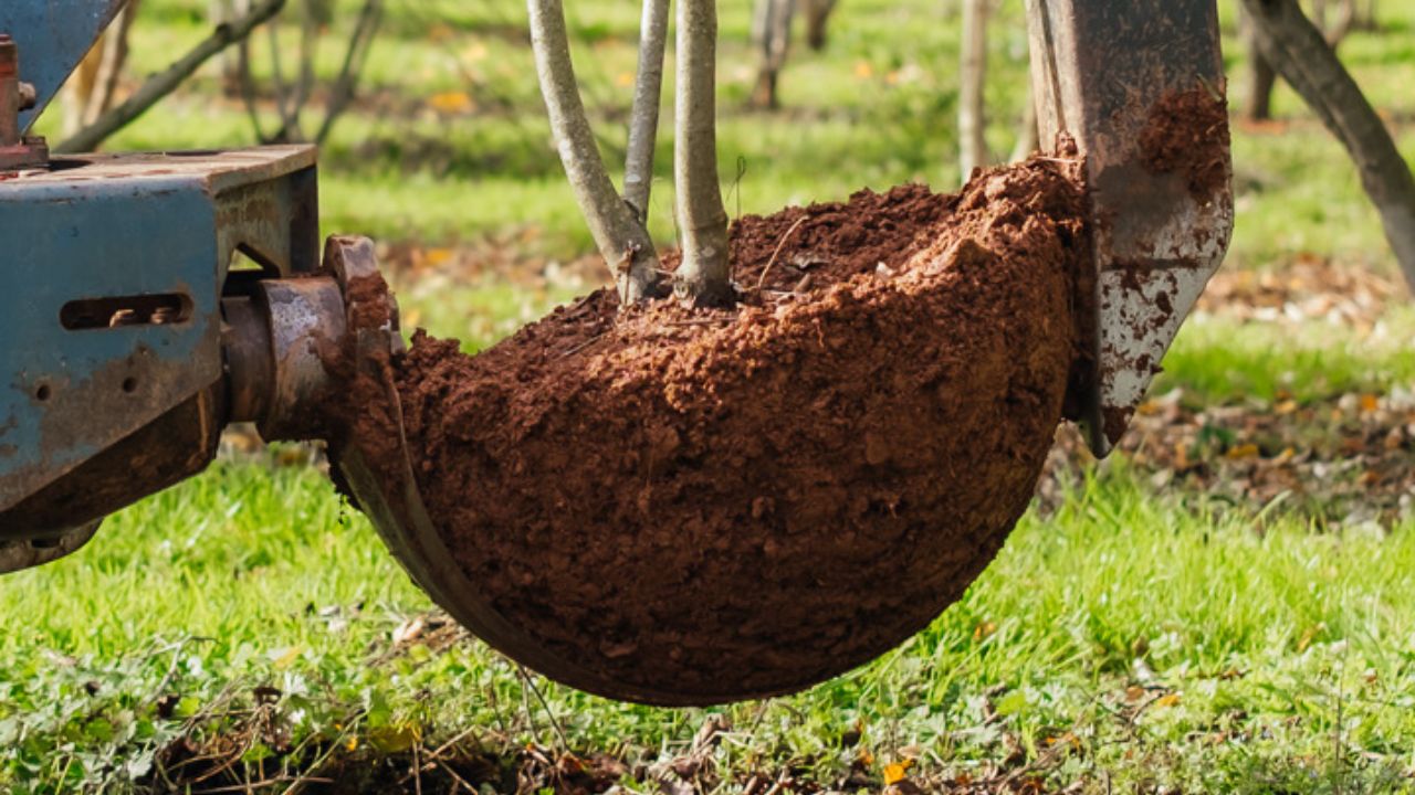 How big will the rootball be on my multi-stem tree?