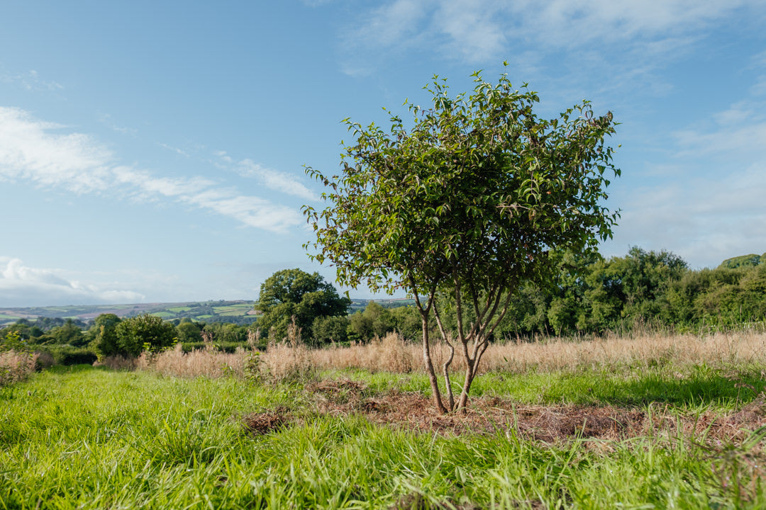 Seed Grown vs. Grafted Trees: Understanding the differences