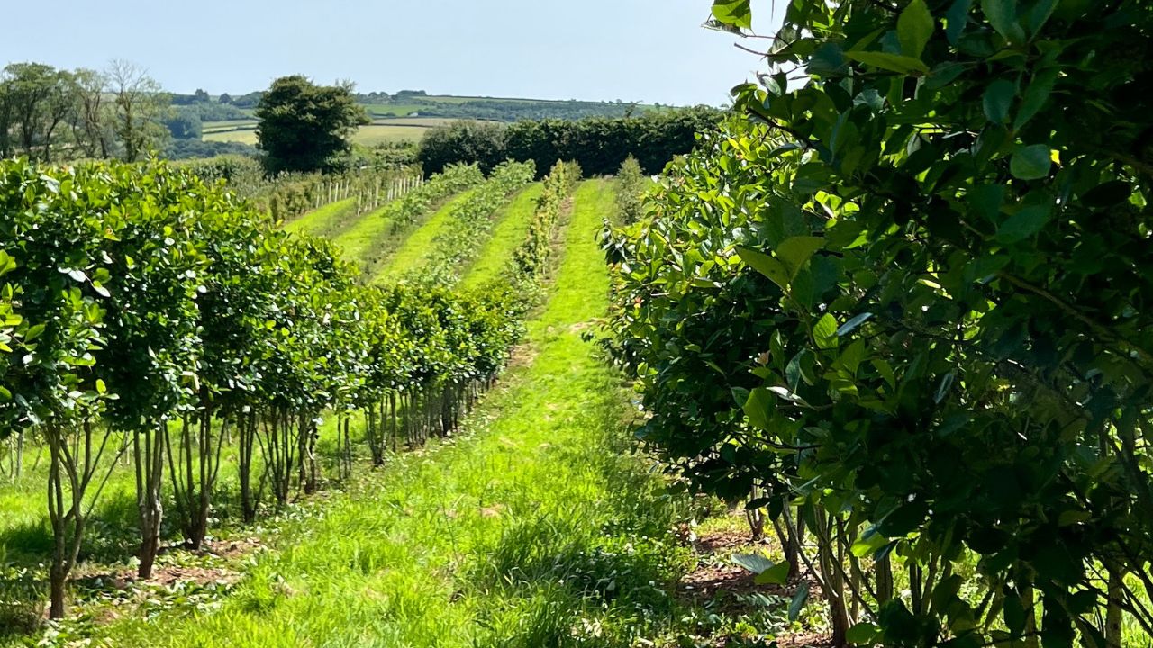 Watering Newly Planted Trees