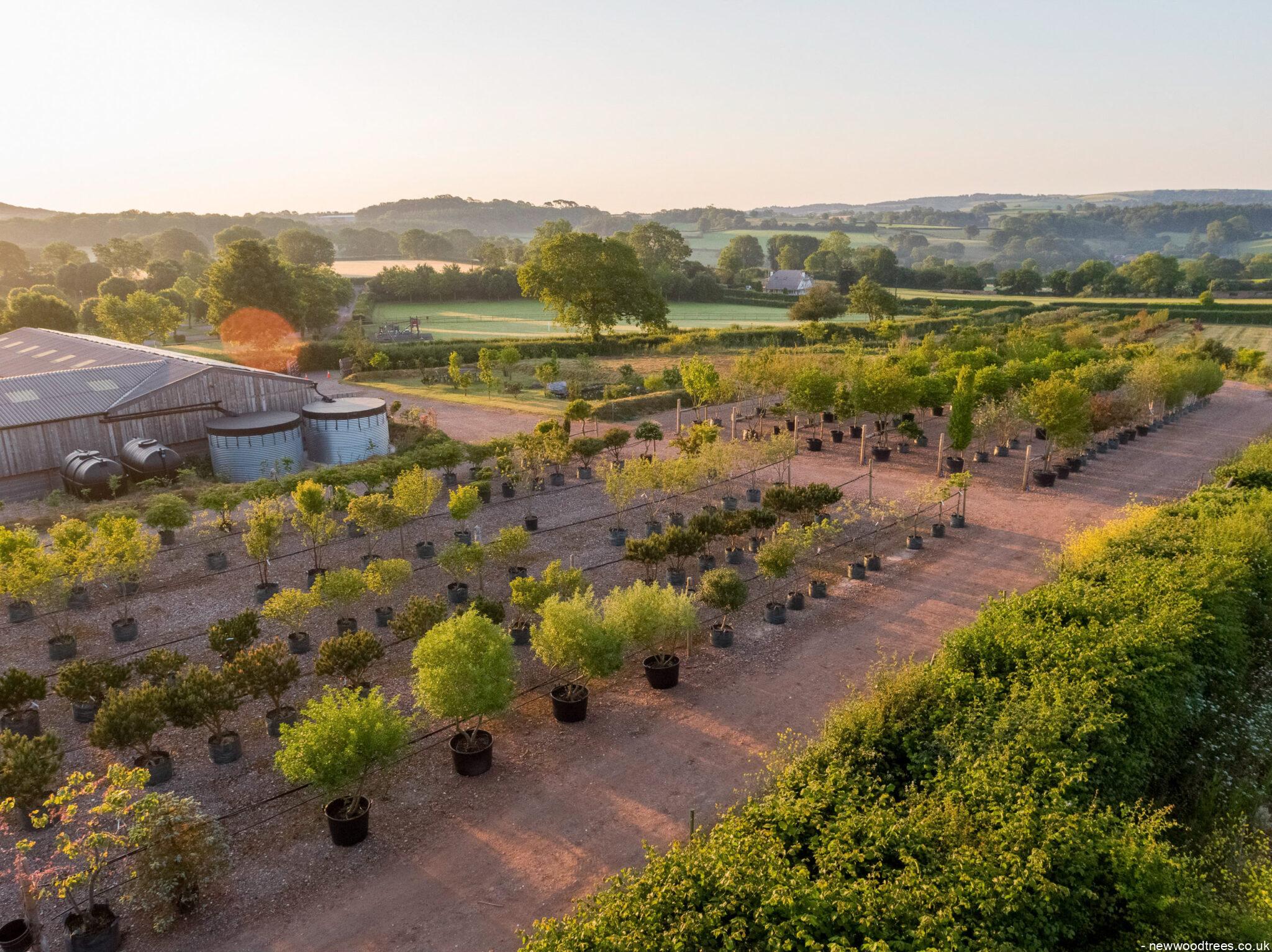 Rushing Towards the End of the Tree Lifting Season