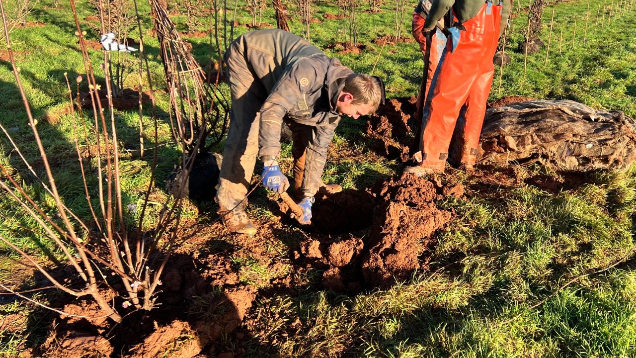 Life in the Nursery - January – New Wood Trees