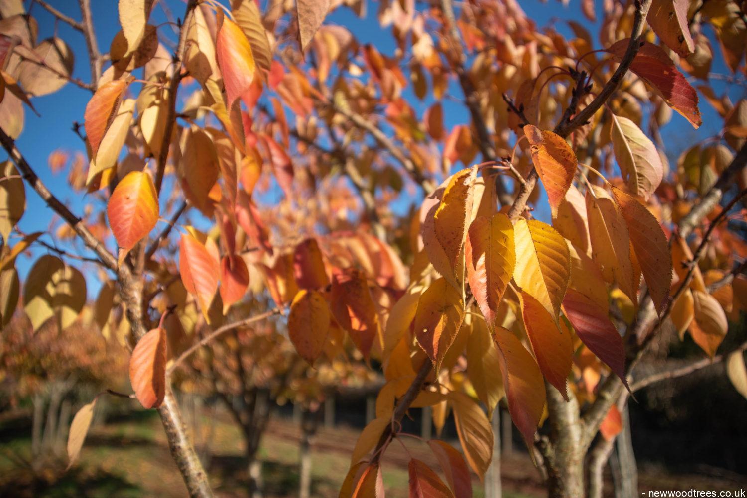 Our Top 5 Trees for Vibrant Autumn Colour and Interest
