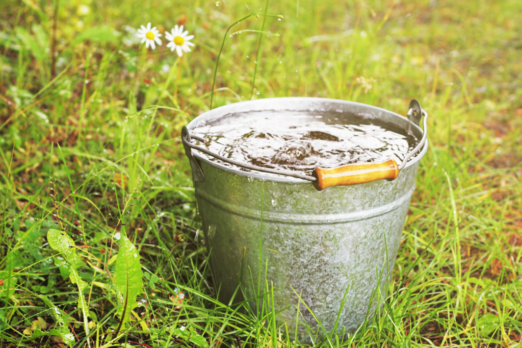 Summer watering advice for your young trees