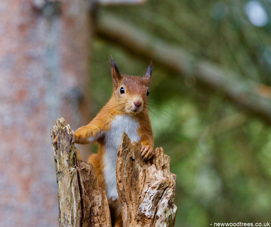 The Best Medium And Large Trees For Encouraging Wildlife 