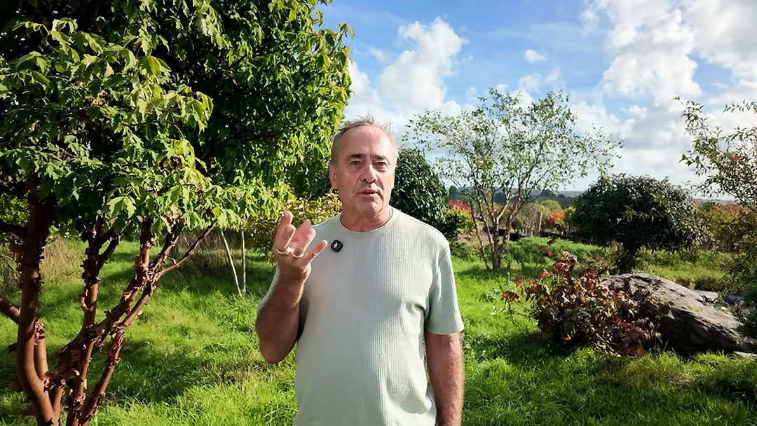 The Art of Tree Pruning: Bringing Out a Tree's Character