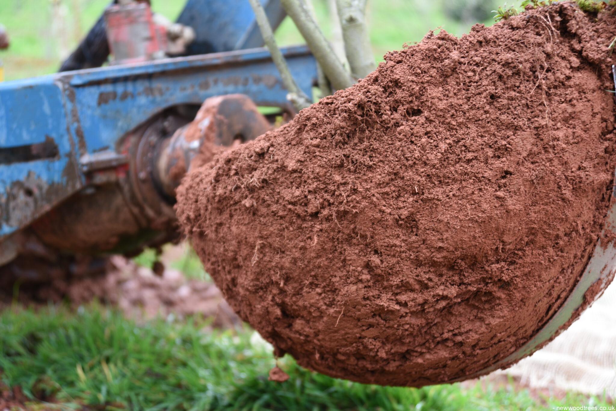 Transplanting Trees: When and How