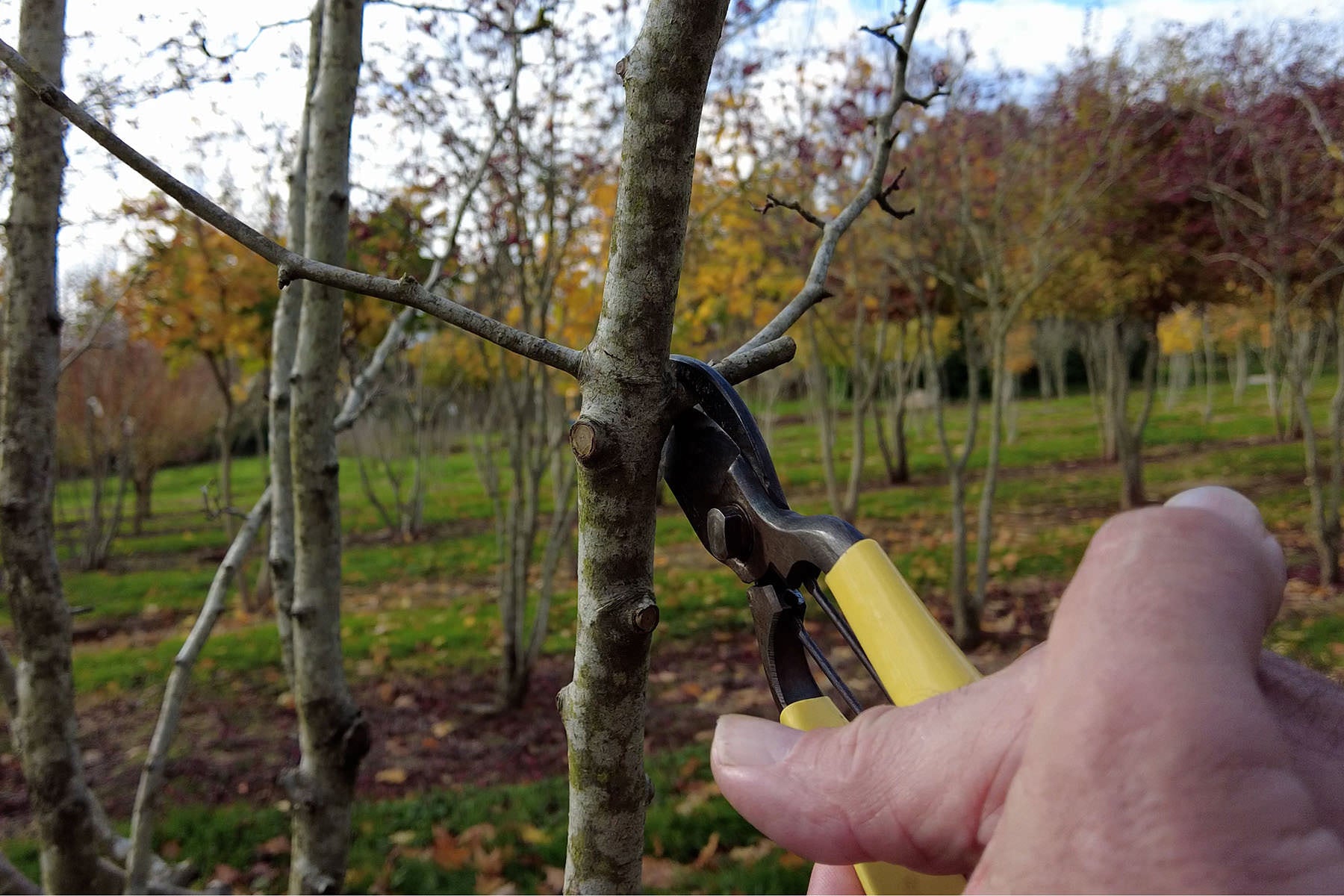 How to Prune a Tree Correctly: Making the Right Cut