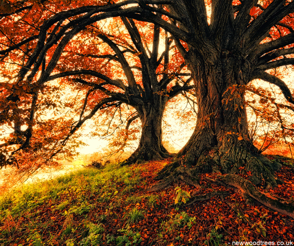 Seven trees Great For Autumn Colours 