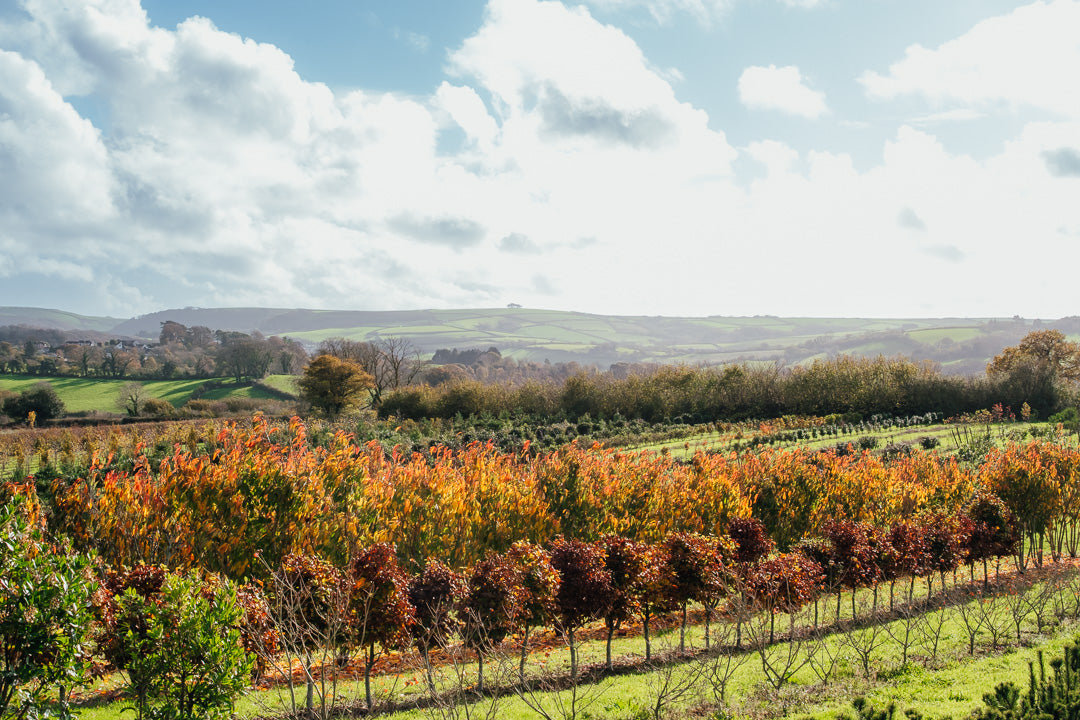 What Is a Single Stem vs a Multi-Stem Tree?