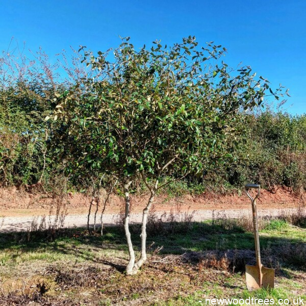 What Are Multi-Stem Trees?