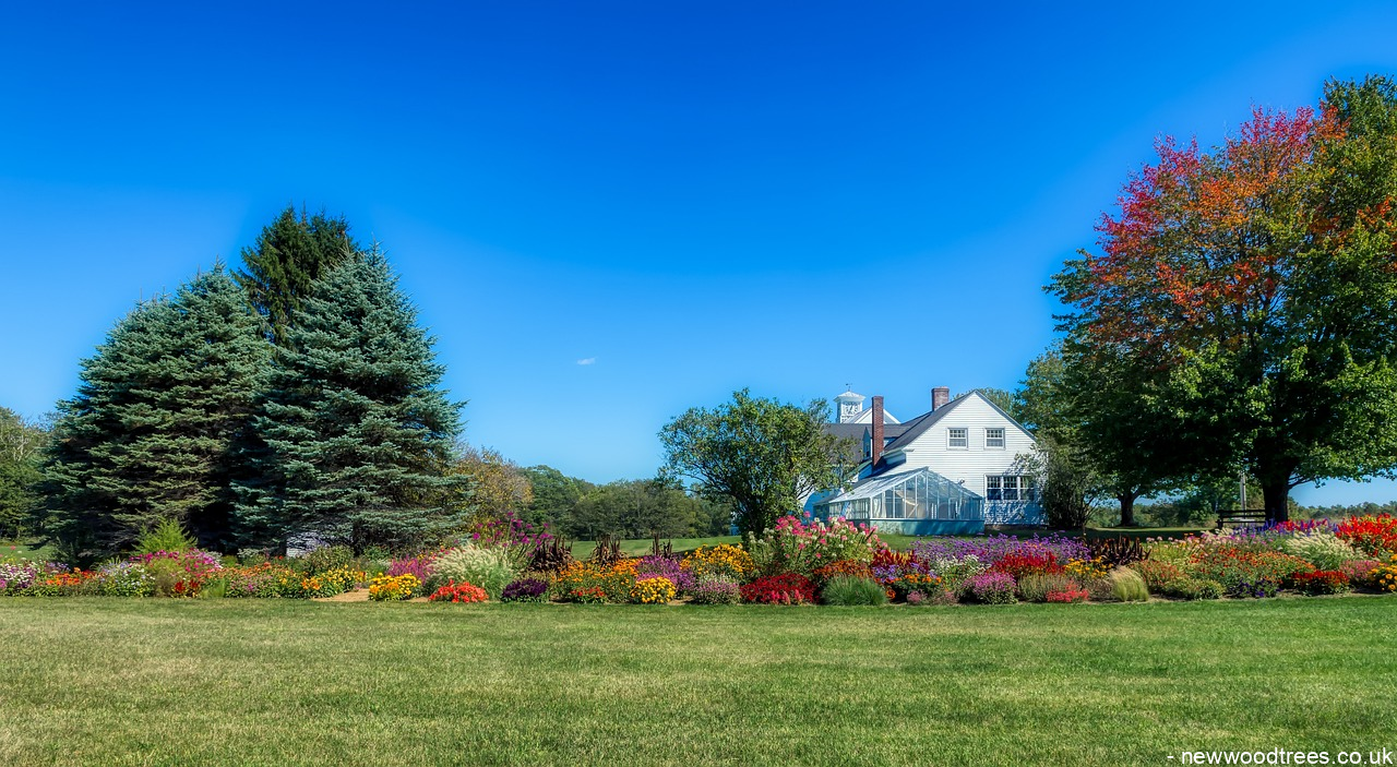 Large Trees for Screening: Our Top Choices for Garden Privacy 