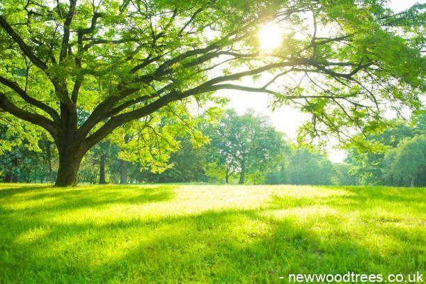 How Do You Position Trees in a Garden?