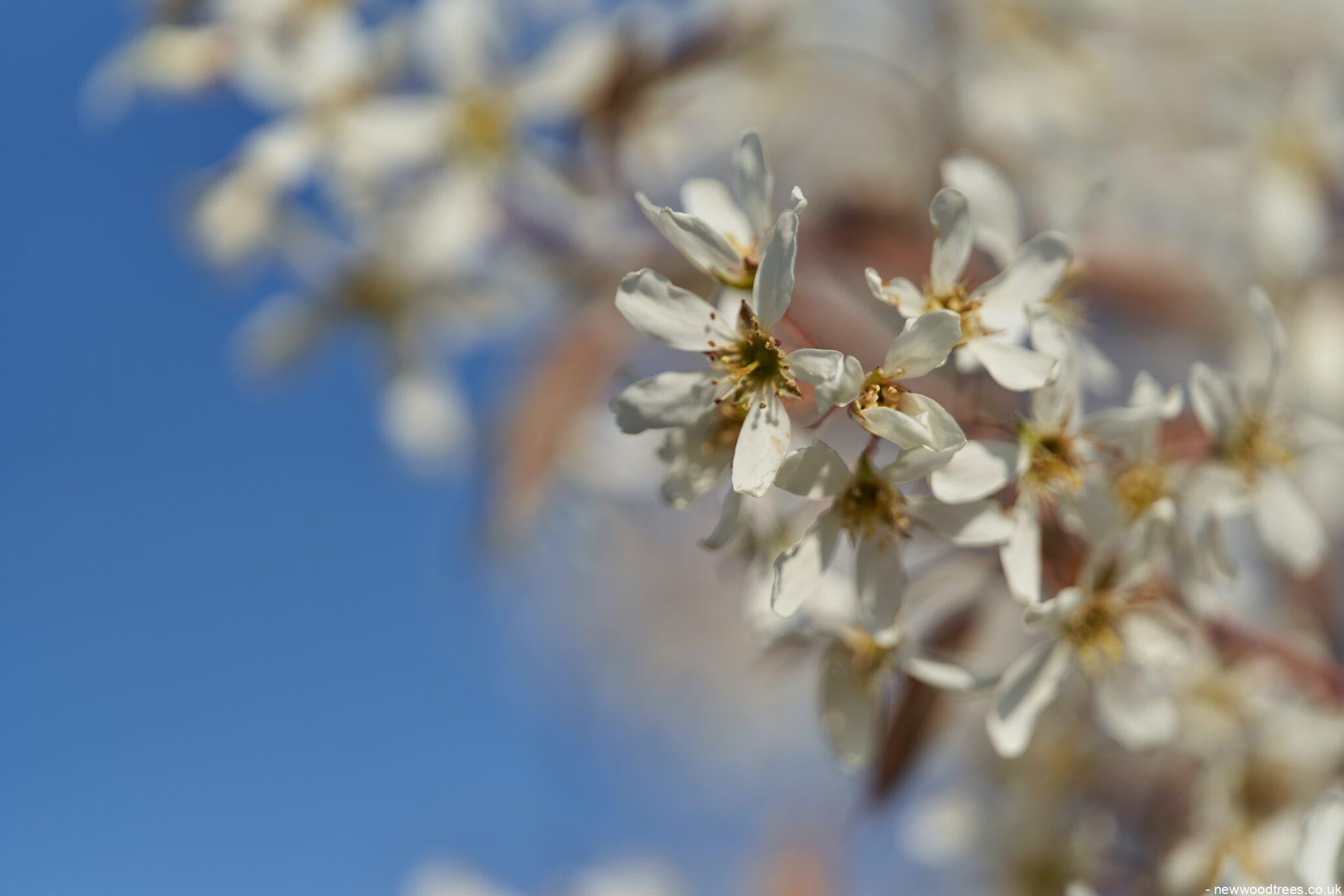 Can I Keep an Amelanchier Small?