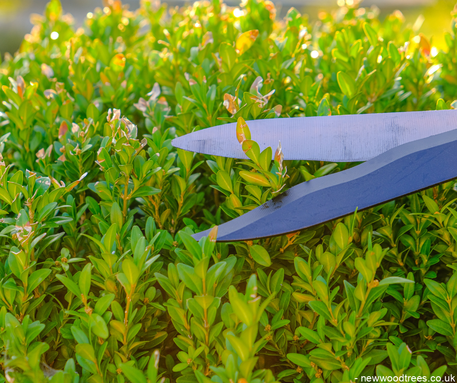 Seven small garden trees perfect for topiary 