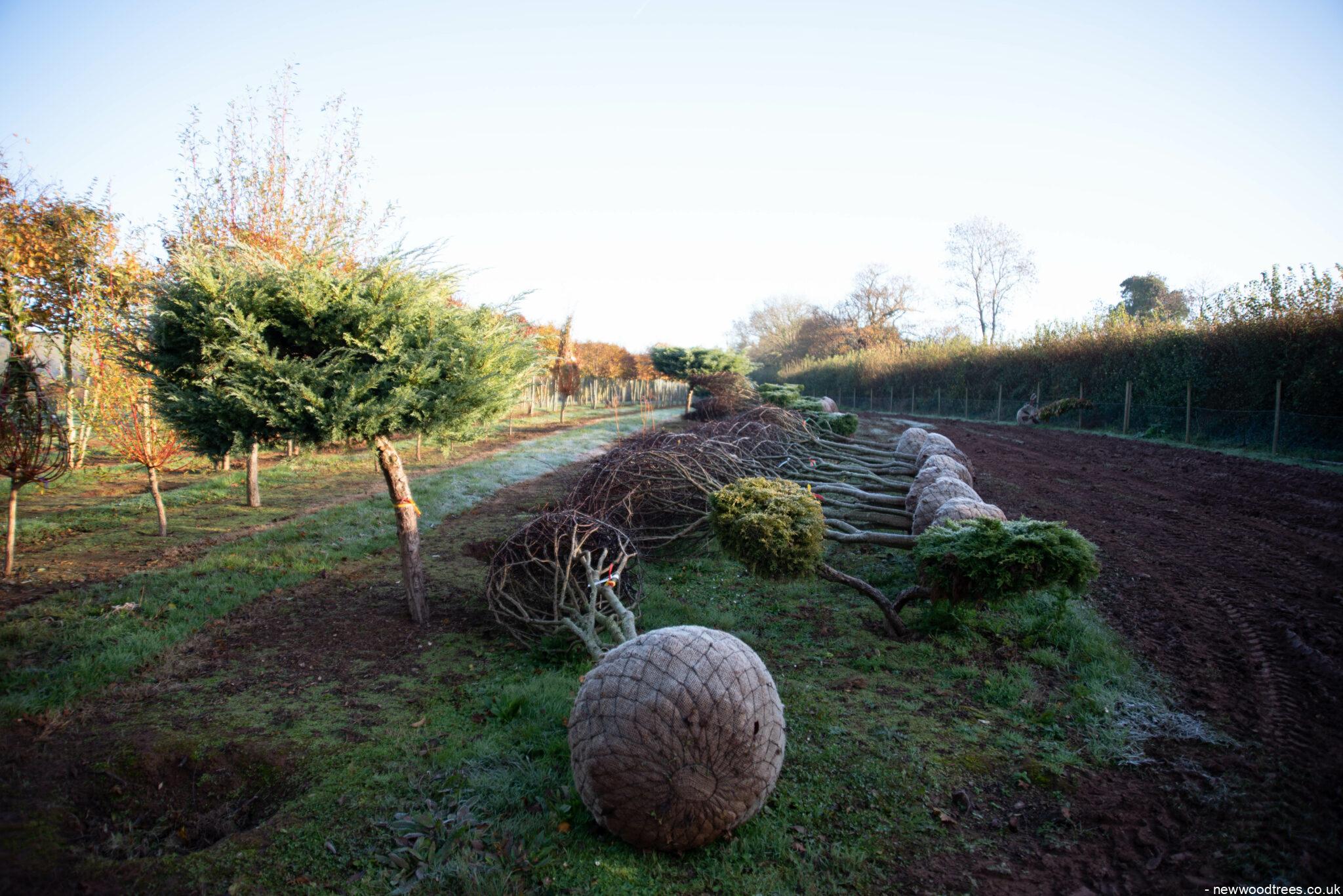 Rushing Towards the End of the Lifting Season