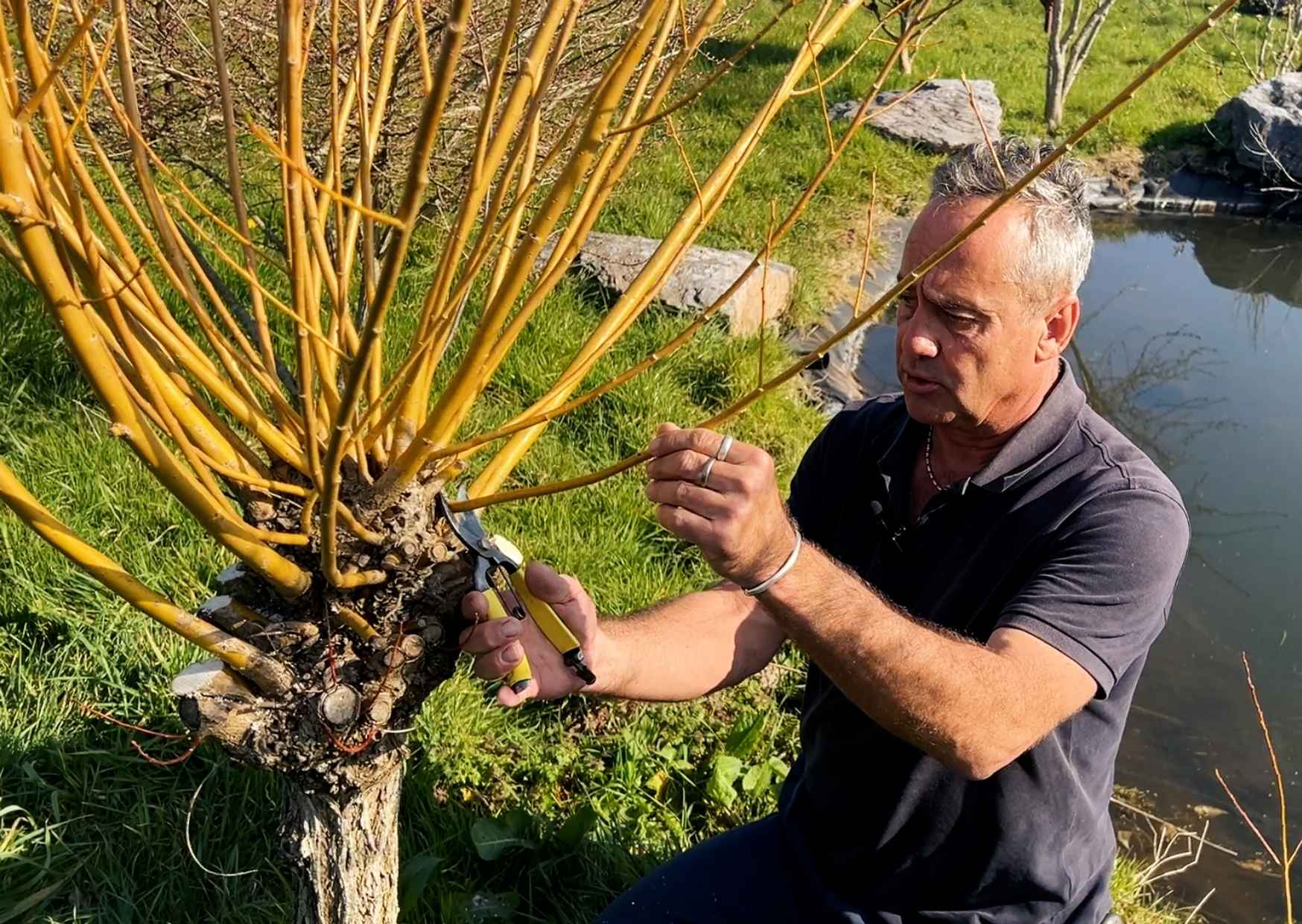 How and When to Pollard a Willow Tree