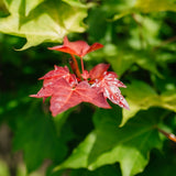 Acer Cappadocicum Aureum grown by New Wood Trees