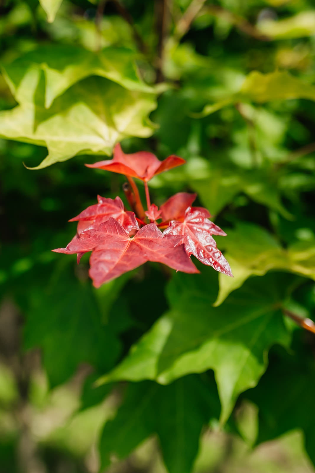 Acer Cappadocicum Aureum grown by New Wood Trees