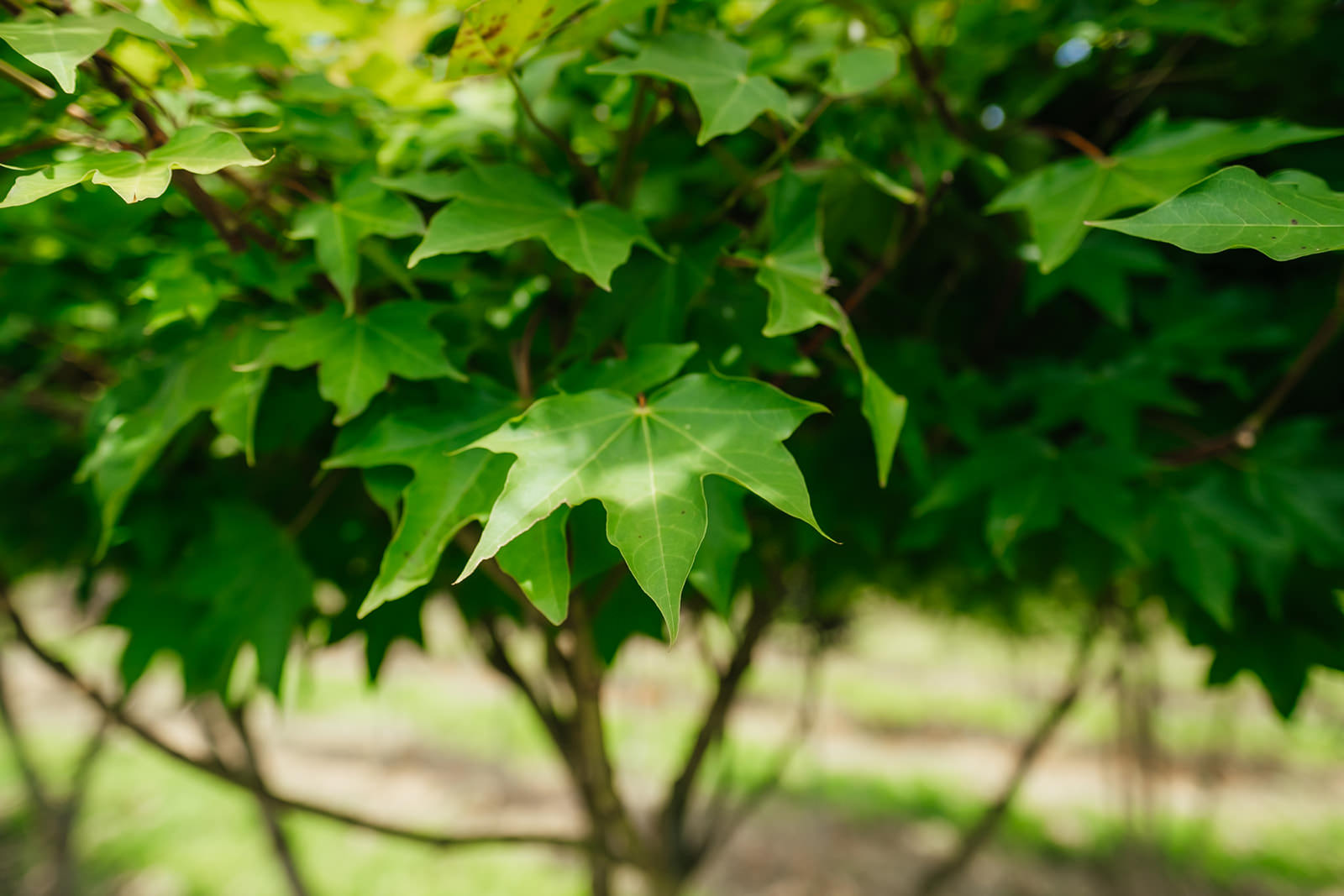 Acer Cappadocicum Aureum grown by New Wood Trees