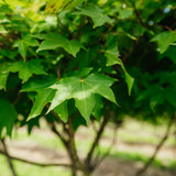 Acer Cappadocicum Aureum grown by New Wood Trees