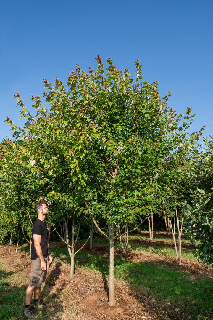 Acer Freemanii 'Autumn blaze' NWT Products 25 26 0014