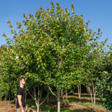 Acer Freemanii 'Autumn blaze' NWT Products 25 26 0014