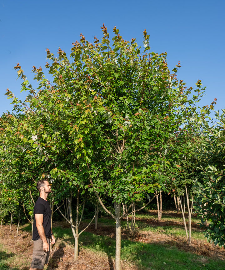 Acer Freemanii 'Autumn blaze' NWT Products 25 26 0014