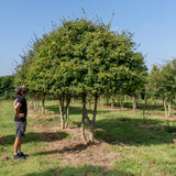 Acer campestre NWT Products 25 26 0005