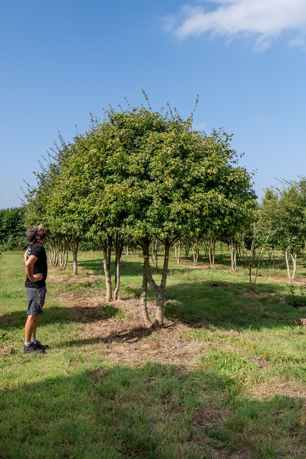 Acer campestre NWT Products 25 26 0005