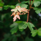 Acer Campetsre tree grown in Devon by New Wood Trees