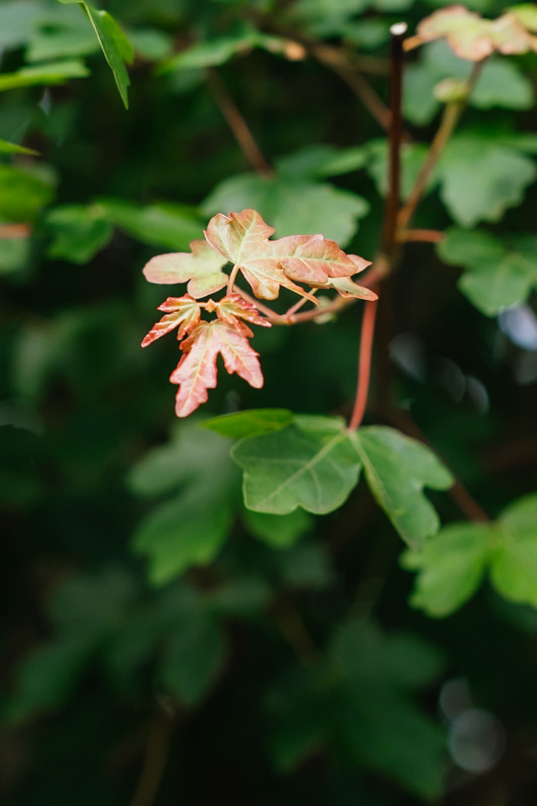 Acer Campetsre tree grown in Devon by New Wood Trees