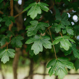 Close up photo of the autumn leaves of Multistem Acer Campetsre tree grown in Devon by New Wood Trees