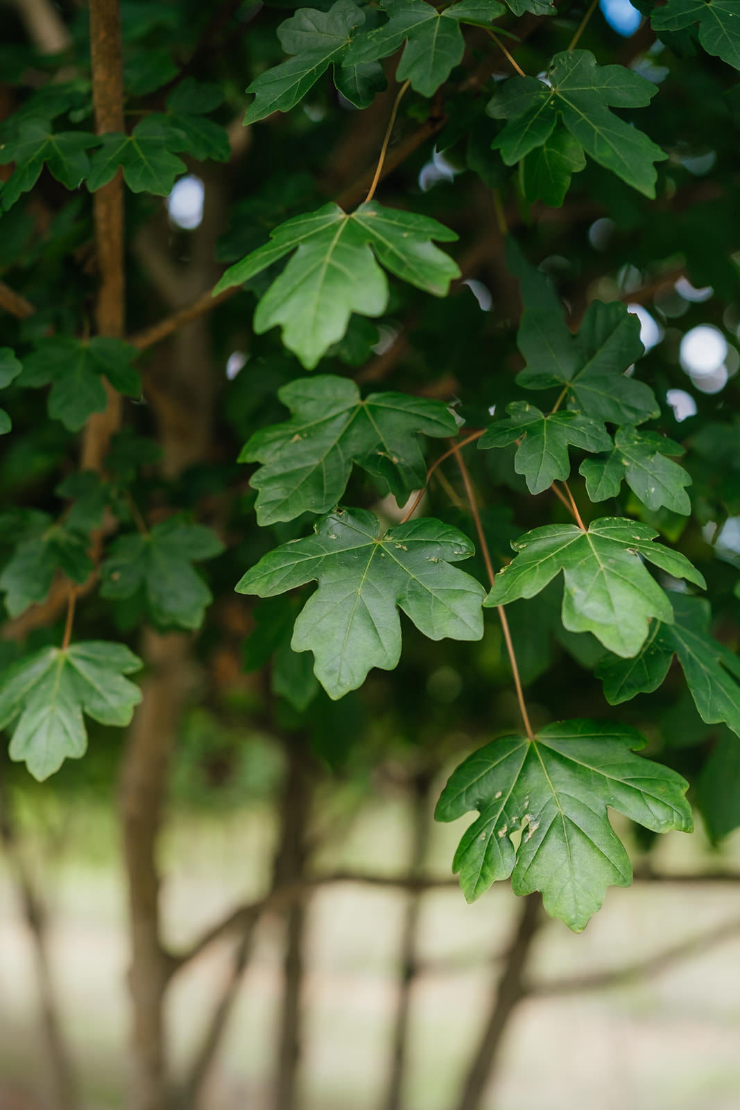Close up photo of the autumn leaves of Multistem Acer Campetsre tree grown in Devon by New Wood Trees