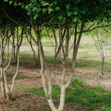 Multistem Acer Campetsre tree grown in Devon by New Wood Trees
