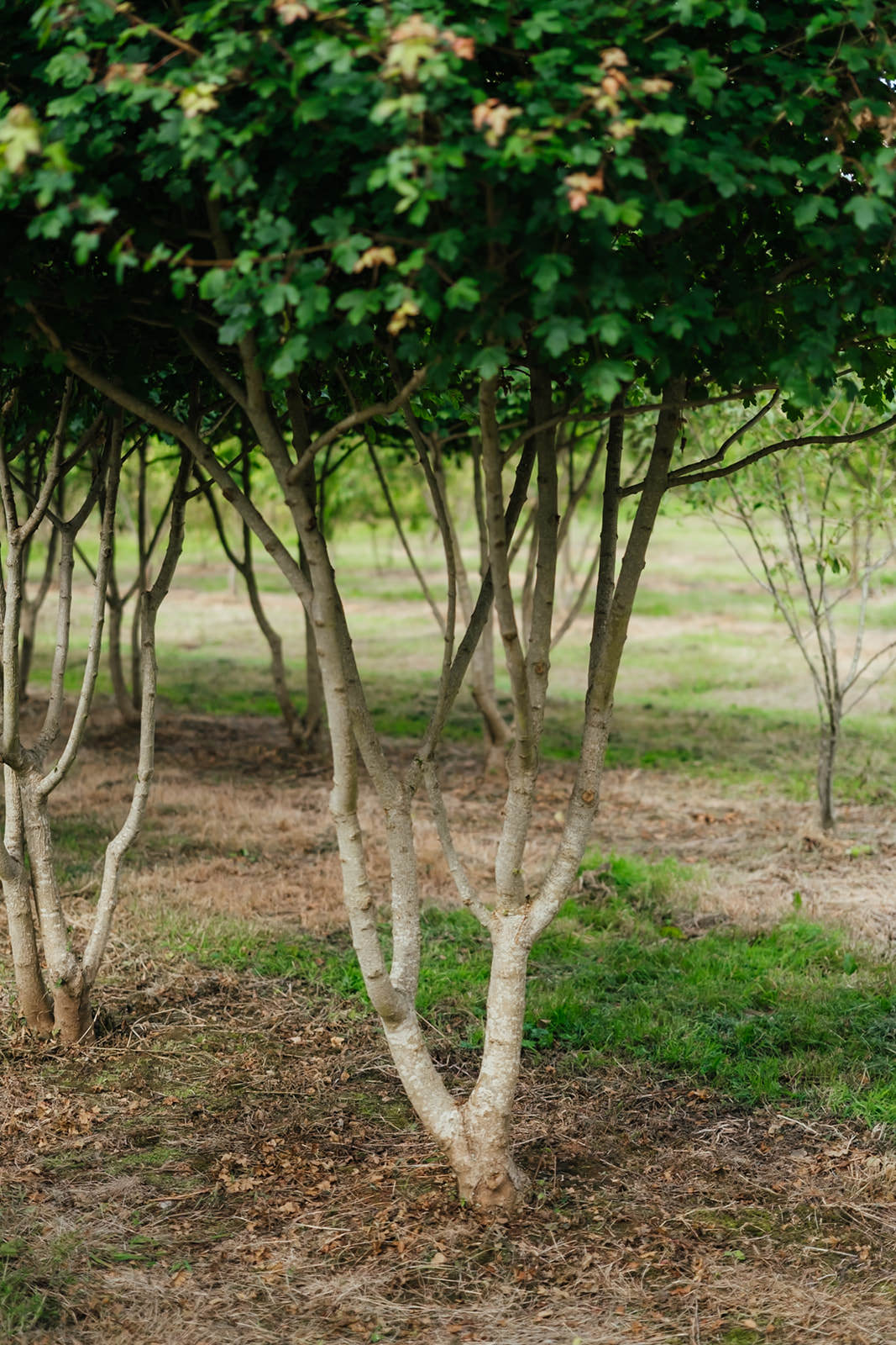 Multistem Acer Campetsre tree grown in Devon by New Wood Trees