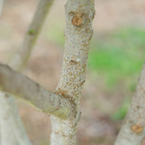 Close up photo of the mAcer Campetsre tree grown in Devon by New Wood Trees