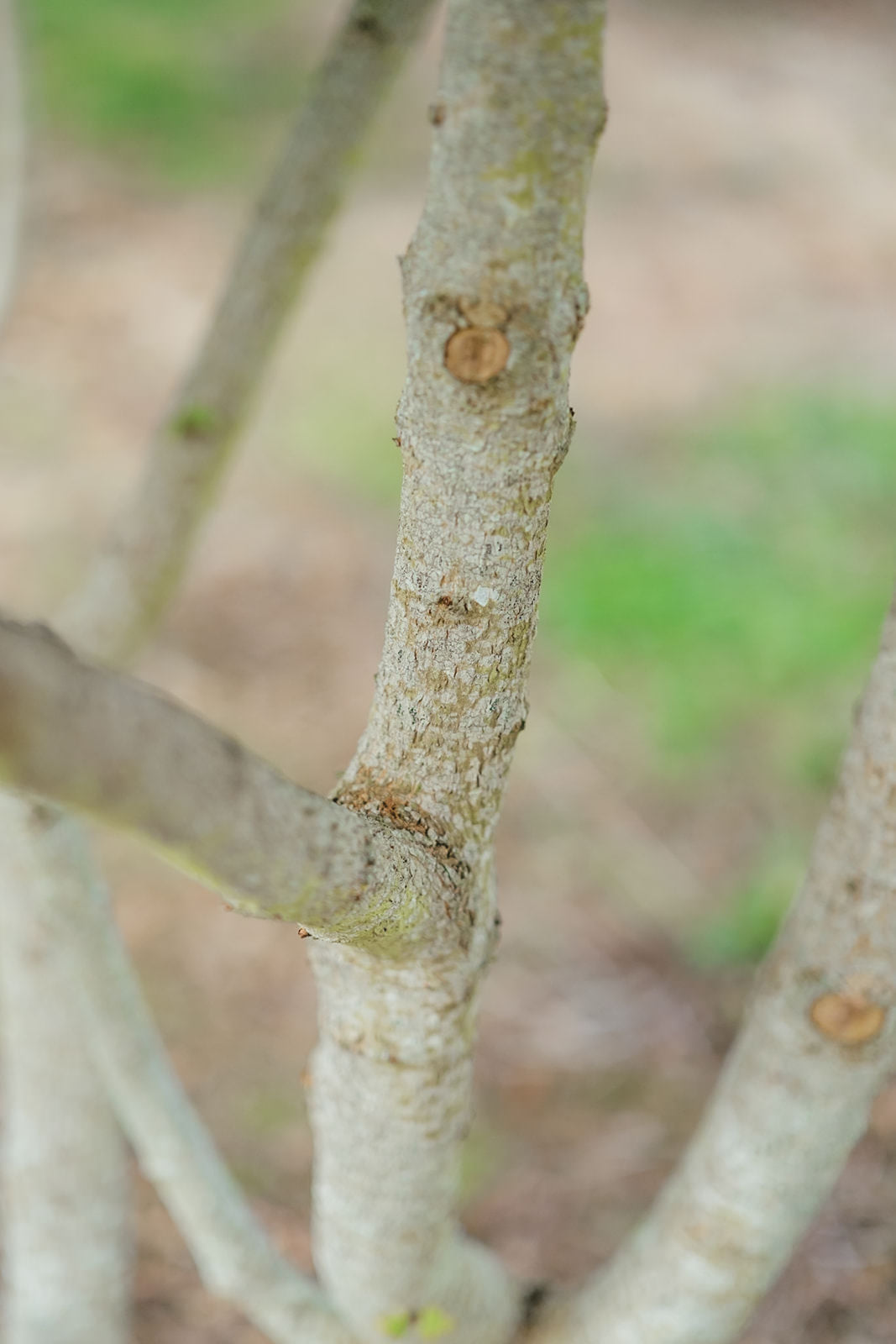 Close up photo of the mAcer Campetsre tree grown in Devon by New Wood Trees