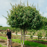 Multistem Acer Campetsre tree grown in Devon by New Wood Trees 2