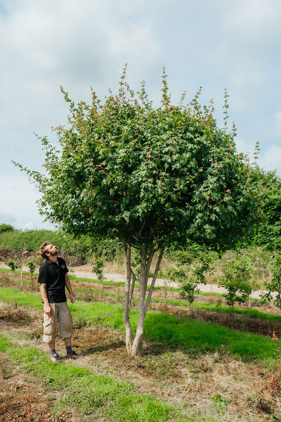 Multistem Acer Campetsre tree grown in Devon by New Wood Trees 2