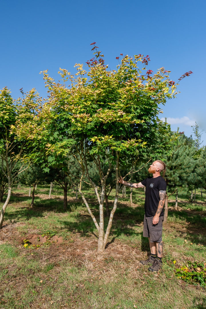 Acer cappadocicum 'Aureum' NWT Products 25 26 0008